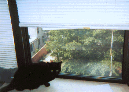 Jackie Onassis Cat at window.